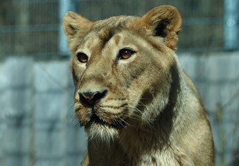 lion