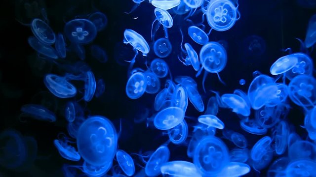 Group of Jellyfish slow moving underwater.