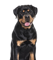 Rottweiler dog panting sitting against white background