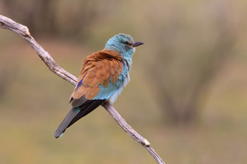 Coracias garrulus. European roller
