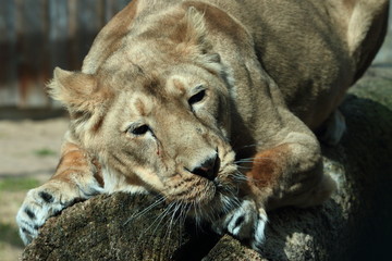 lion