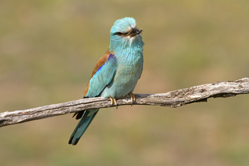 European roller. Coracias garrulus