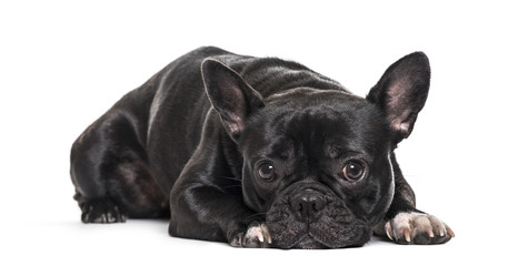 French Bulldog , 1.5 years old, lying against white background