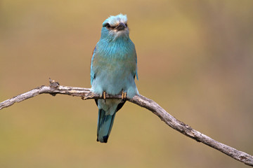 European roller. Coracias garrulus,