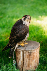 The peregrine falcon on green grass background 