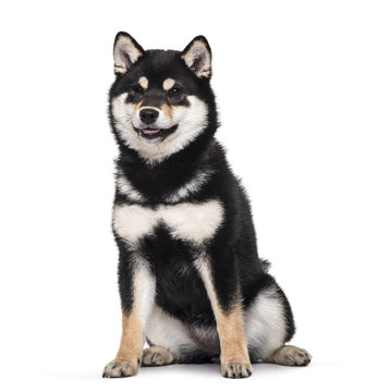 Shiba Inu puppy , 4.5 months old, sitting against white background