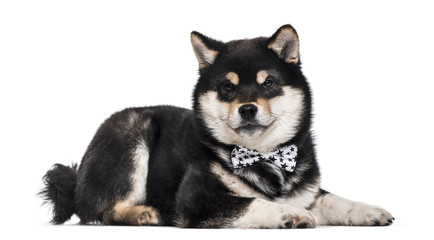 Shiba Inu puppy , 4.5 months old, lying against white background