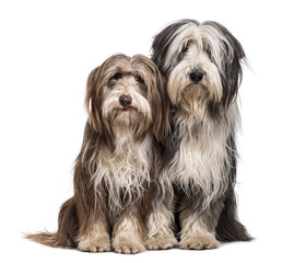 Bearded Collie dogs sitting together against white background