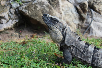 Leguan