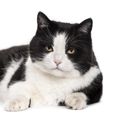 Mixed-breed cat lying against white background