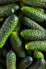 Fresh, ripe, green cucumbers.