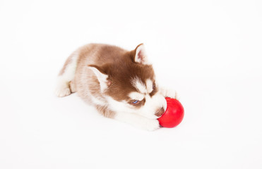 Siberian husky playing with a ball.