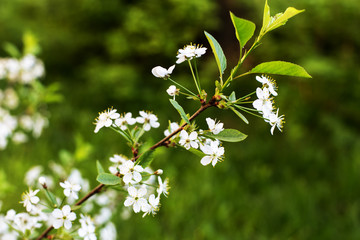 Flowers of the cherry blossoms on a spring day