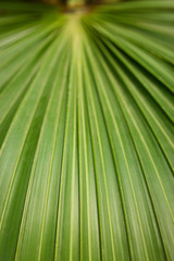 Green textured leaf of halopegia perrieri