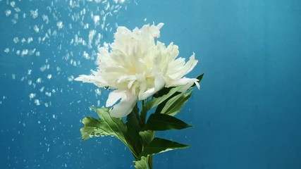 Water bulbs rise near a white flower on a colored background - Powered by Adobe