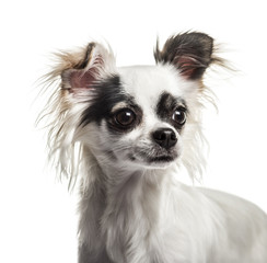 Chihuahua dog , 2 years old, against white background