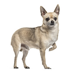 Obraz premium Chihuahua dog , 3 years old, standing with one leg raised again white background