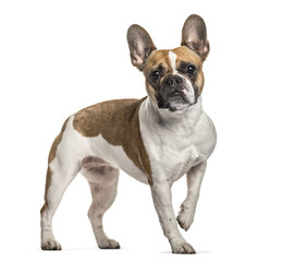 French Bulldog , 3 years old, standing against white background