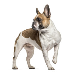 French Bulldog , 3 years old, standing against white background