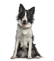 Border Collie dog , 18 months old, sitting against white background