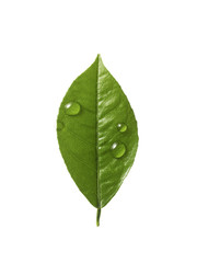 Fototapeta na wymiar Citrus leaf Droplet
