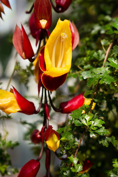Red flowers of chirita tamiana, Gesneriaceae, tropical Asia.