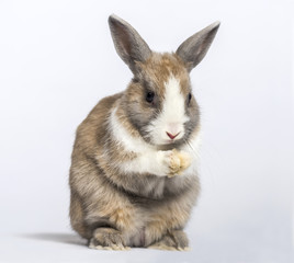 Rabbit , 4 months old, sitting against white background