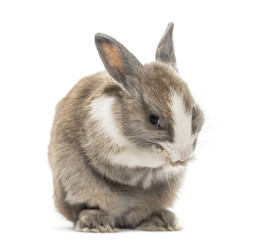 Rabbit , 4 months old, cleaning paws sitting against white background
