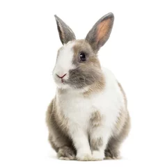Fotobehang Rabbit , 4 months old, sitting against white background © Eric Isselée