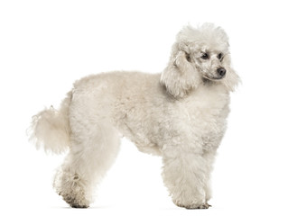 Poodle dog , 6 years old, standing against white background