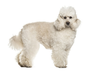 Poodle dog , 6 years old, standing against white background