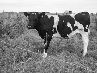 Vaca blanca y negra, en  Molnes, Noruega, verano de 2017