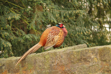 A Beautiful Male Pheasant Bird Standing on a Stone Wall.