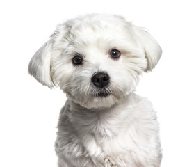 Maltese dog , 11 months old, against white background