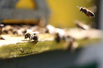 Hives in an apiary