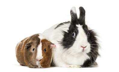 Guinea pig and rabbit sitting against white background