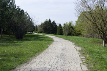 Fototapeta na wymiar Park with a long road along the trees.