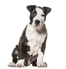 American Staffordshire Terrier puppy, 3 months old, sitting against white background
