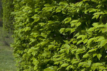 A bush with green leaves close up.