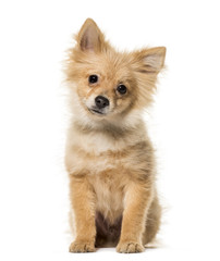 Pomeranian puppy, 5 months old, sitting against white background