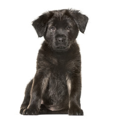 Mixed-breed dog , 2 months old, sitting against white background