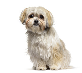 Mixed-breed dog , 2 years old, sitting against white background