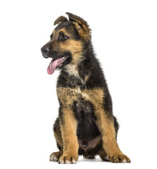 German Shepherd puppy , 3 months old, sitting against white background