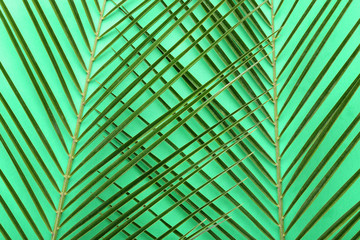 Palm leafs on green background