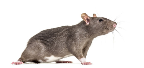 Rat , 6 months old, standing against white background