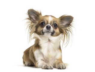 Chihuahua dog , 2 years old, lying against white background