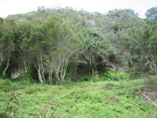 Fraser Island Australien