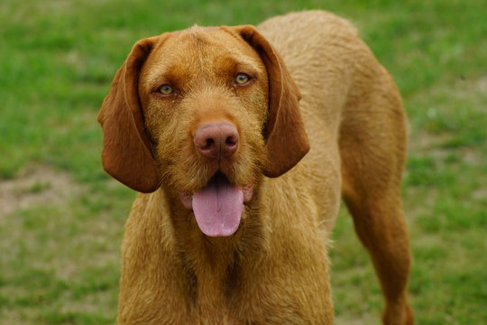 chiens braque hongrois visla