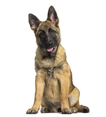 Belgian Shepherd dog, 4 months old, sitting against white background