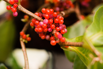 Silver buffaloberry (Shepherdia argentea in latin) with berries.